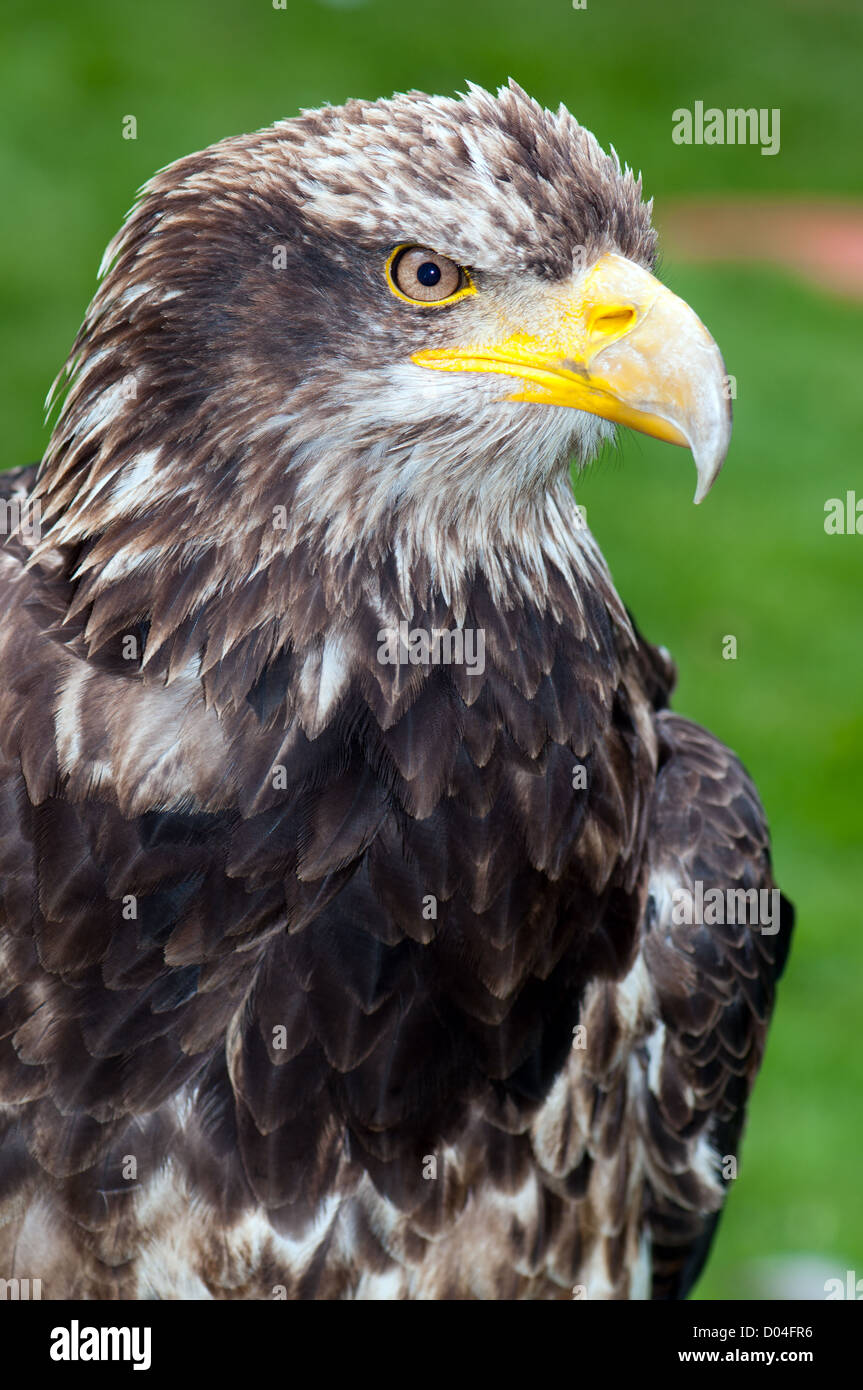 Imagen retrato del águila calva americana. Centrado en la imagen de la cara  del pájaro dando altos niveles de detalles en características clave  Fotografía de stock - Alamy
