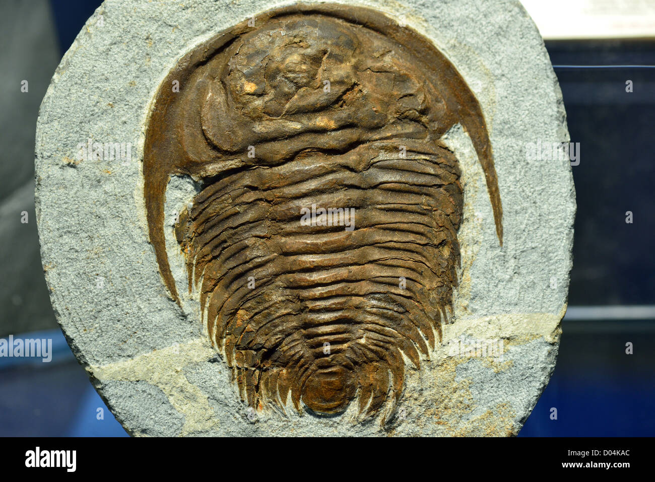 Trilobites fósiles. Foto de stock