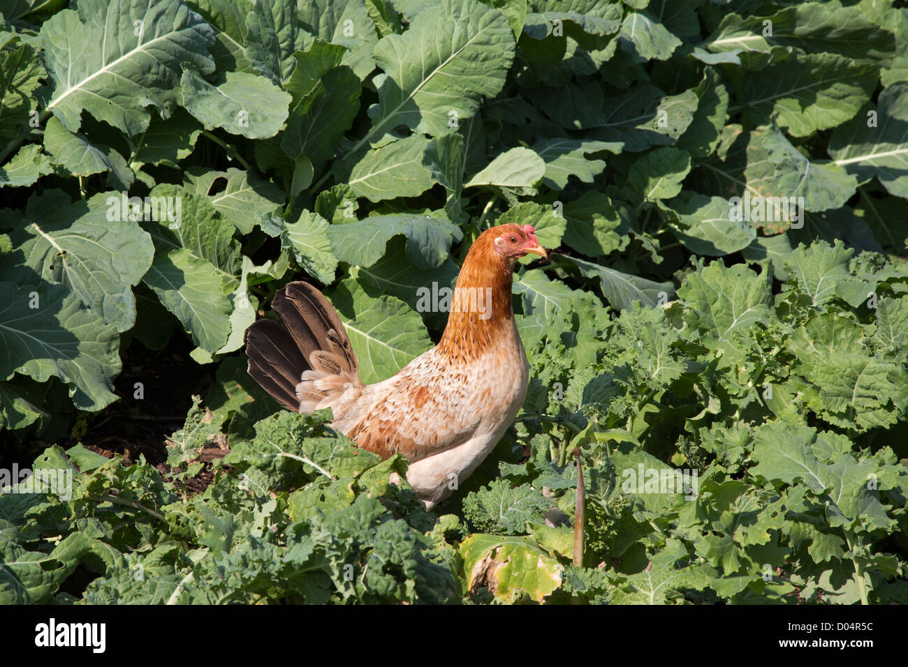 Nueva Orleáns, Louisiana - un pollo en una granja urbana en la parte inferior de Ninth Ward. Foto de stock