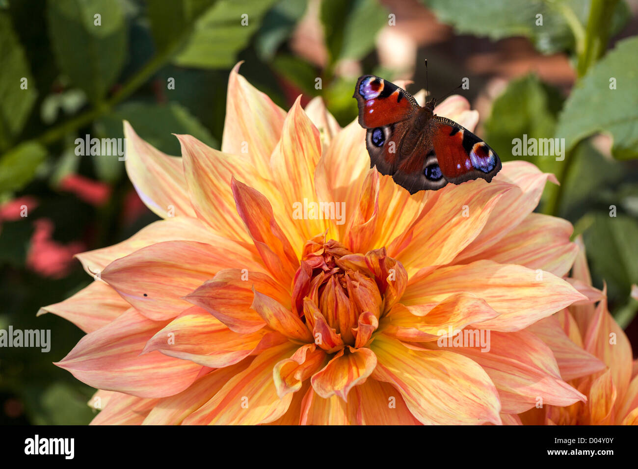 'Gelber Vulcan' Semi-cactus dahlia, Kaktusdahlia (Dahlia x hortensis) Foto de stock