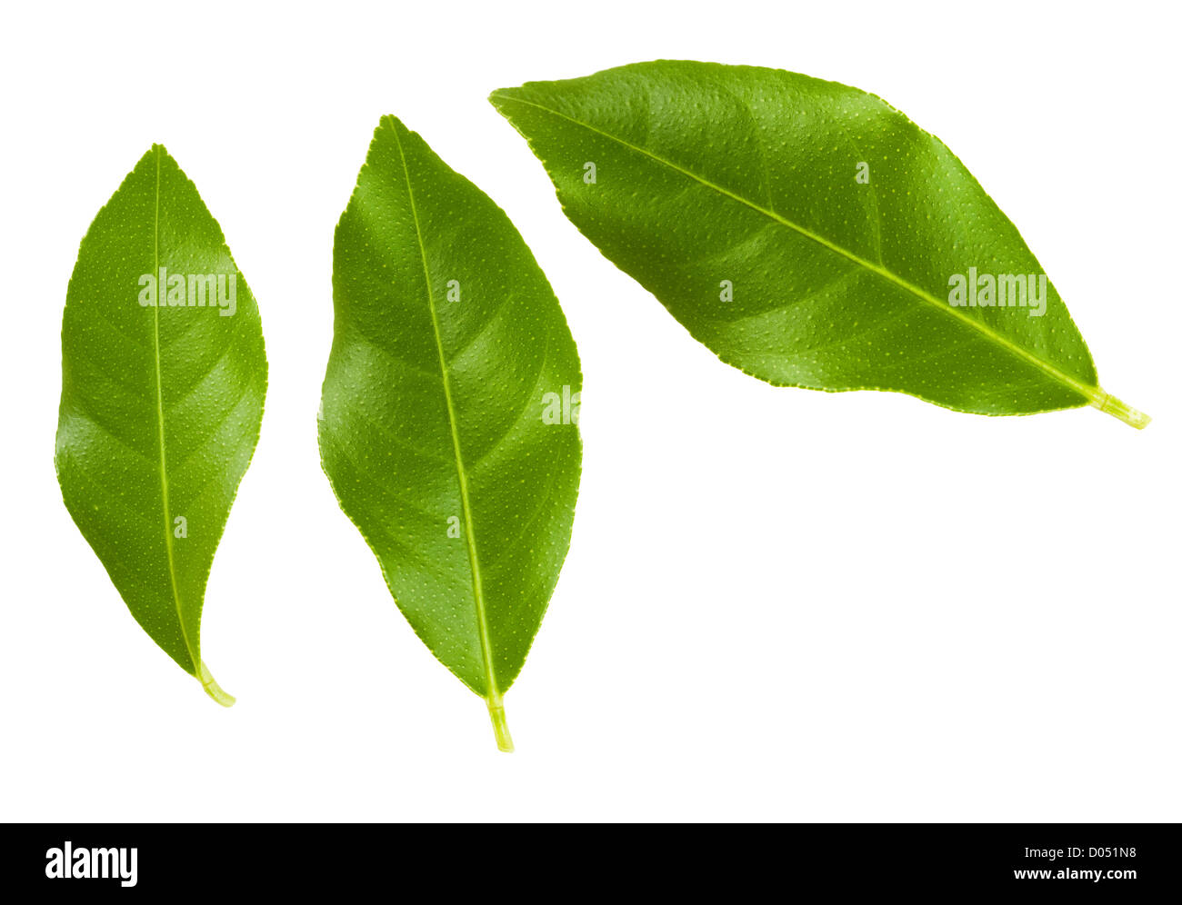 Conjunto de hojas de los árboles de limón verde aislado sobre fondo blanco. Foto de stock