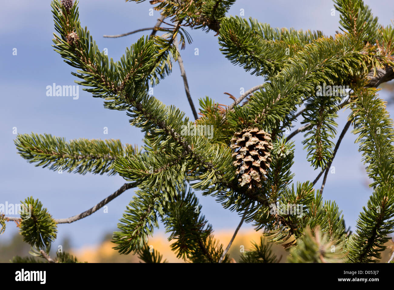 Los pinos bristlecone pine, Pinus longaeva, en Boulder Mountain, Utah, EE.UU. Foto de stock