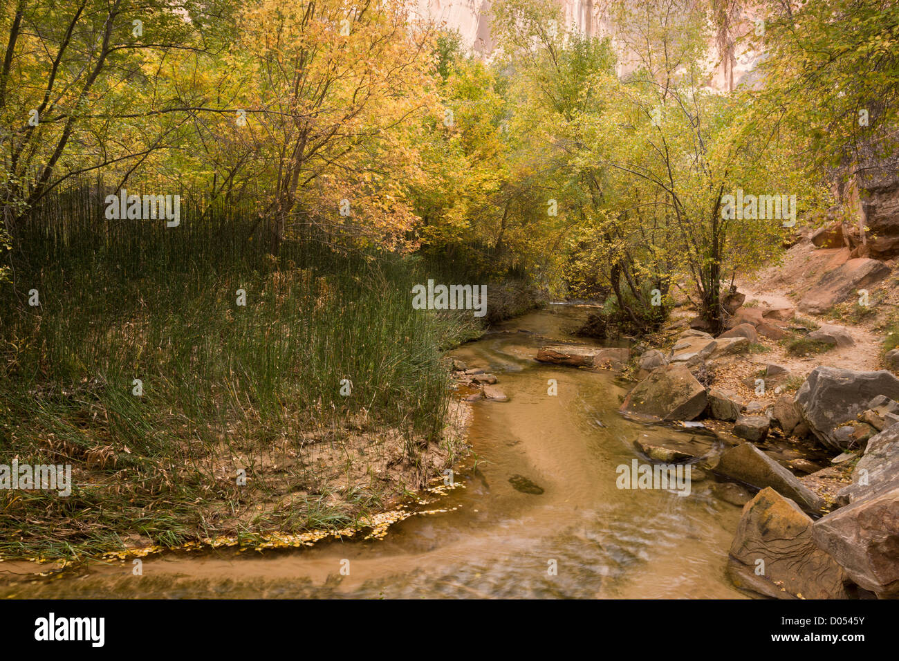 Ternero Creek, Grand Staircase-Escalante National Monument; limpiar creek y virgen vegetación ribereña, en el sur de Utah, EE.UU. Foto de stock