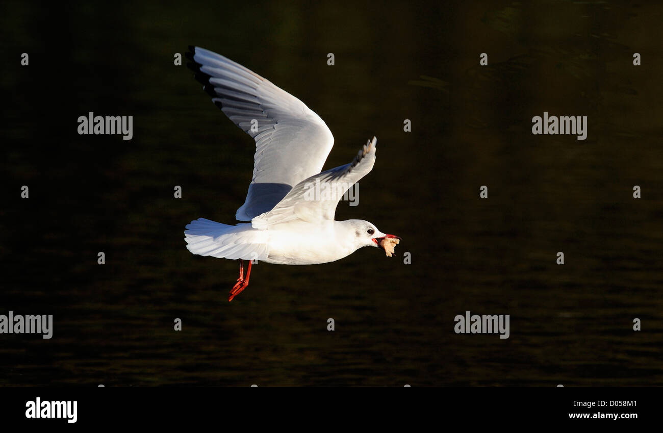 Gaviota de cabeza negra volar con pan de chatarra en su factura Fotografía  de stock - Alamy