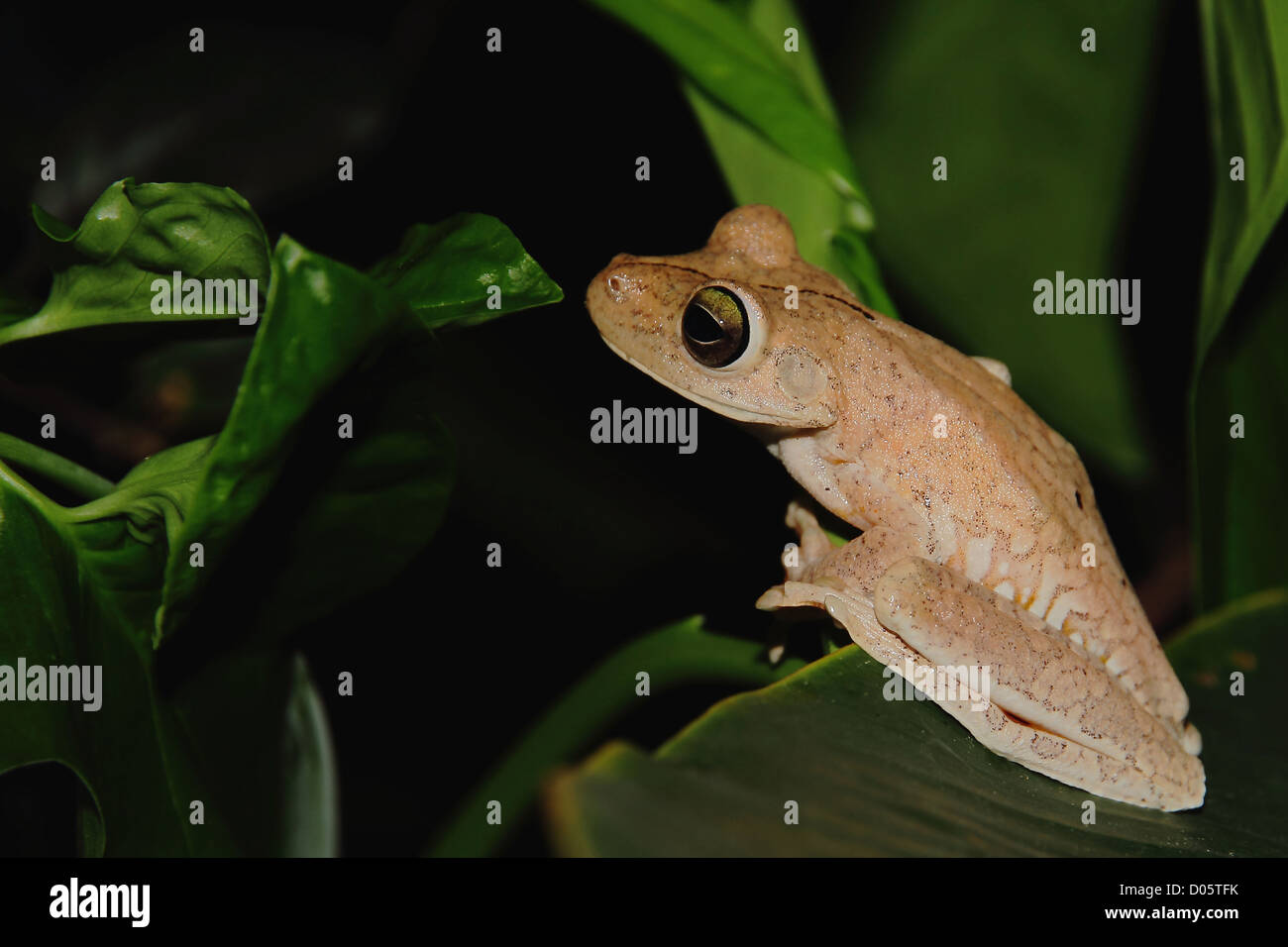 Cierre lateral de un Gladiator Tree Frog (Hypsiboas rosenbergi) sentada sobre una hoja en la noche en Manuel Antonio, Costa Rica. Foto de stock