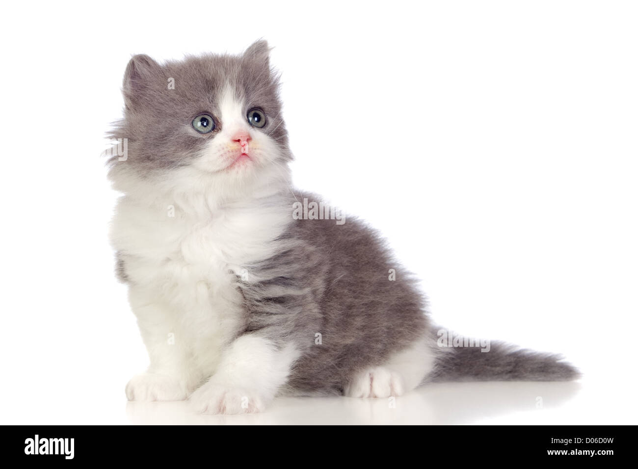 Gato angora aislado fotografías e imágenes de alta resolución - Página 5 -  Alamy