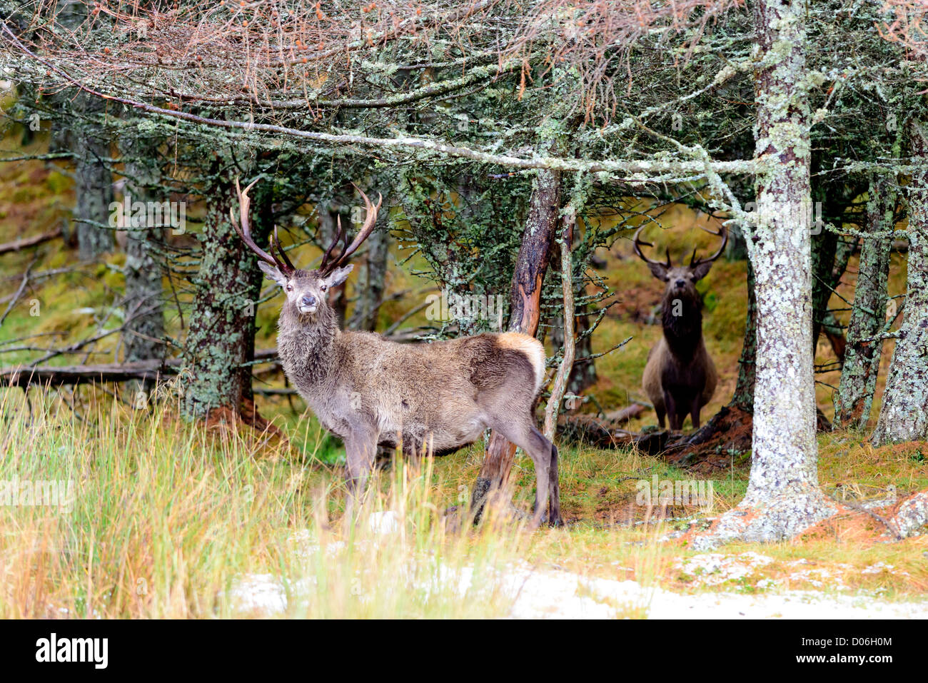 Red Deer stags contra pinos fotografiado en los Cairngorms las Highlands escocesas Cervus elaphus Foto de stock