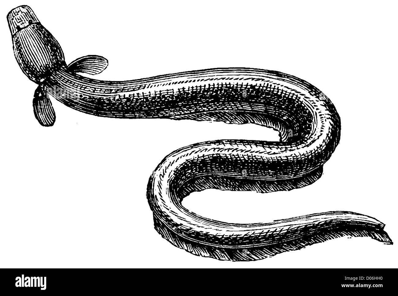 Dibujo De Anguila Imagenes Recortadas De Stock Alamy