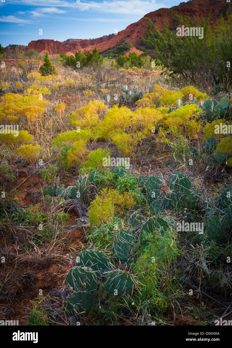 En el sotobosque Caprock Canyon State Park, Texas Foto de stock