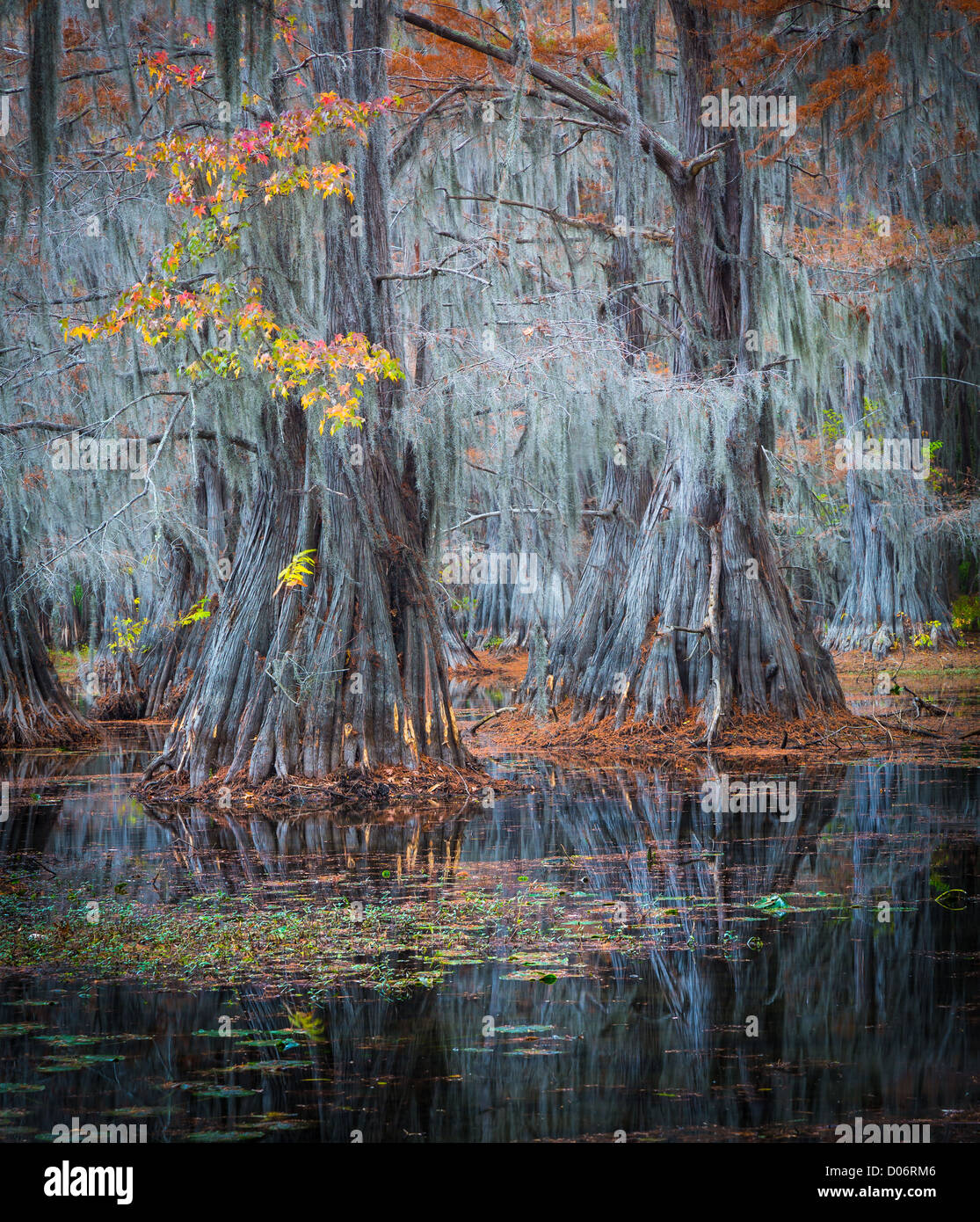 Cipreses en otoño de color en Caddo Lake State Park, Texas Foto de stock