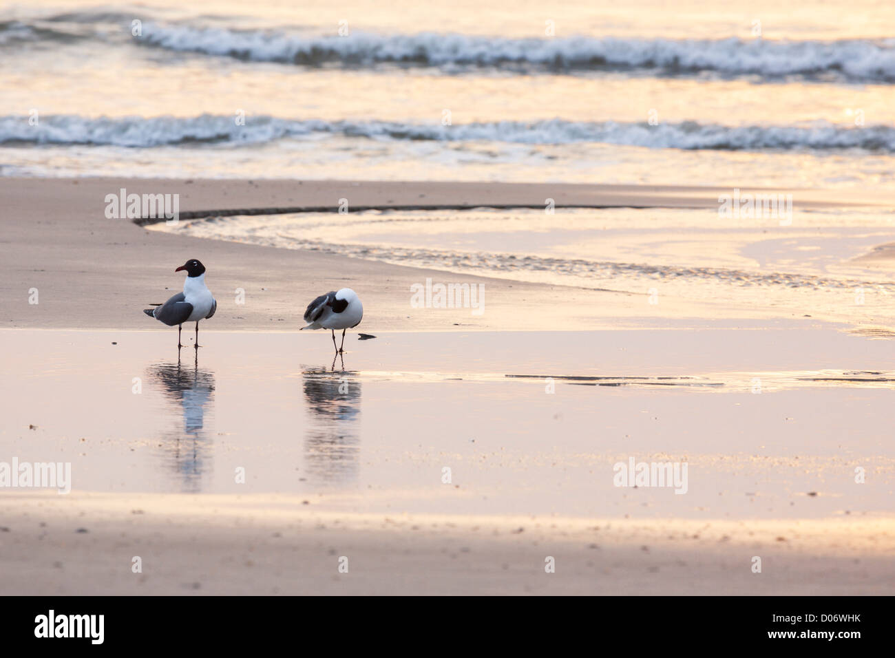 Dos gaviotas en la playa al amanecer en Amelia Island, Florida Foto de stock