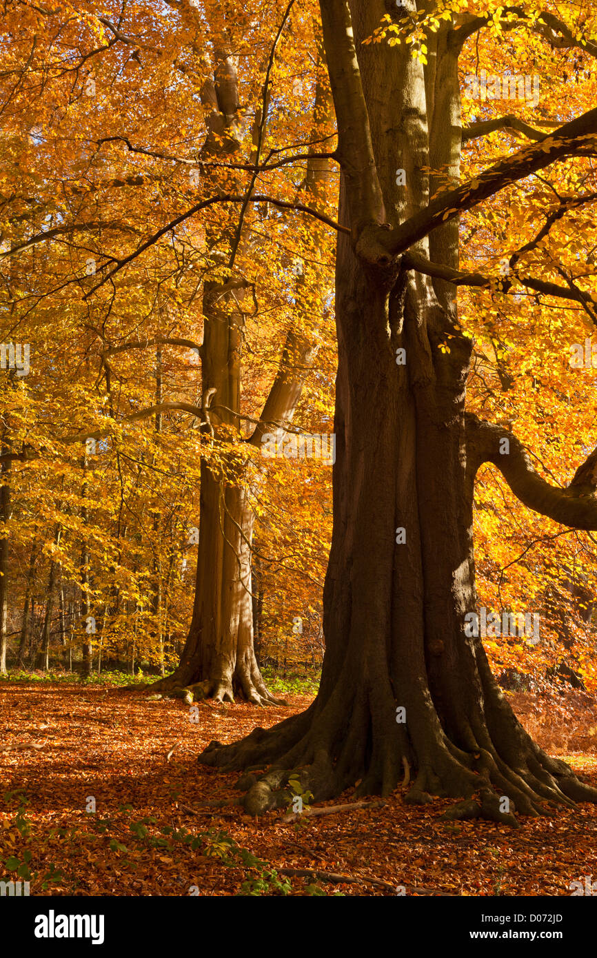 En otoño los árboles Clumber Park, Nottingham, Nottinghamshire, Inglaterra, Reino Unido, EU, Europa Foto de stock