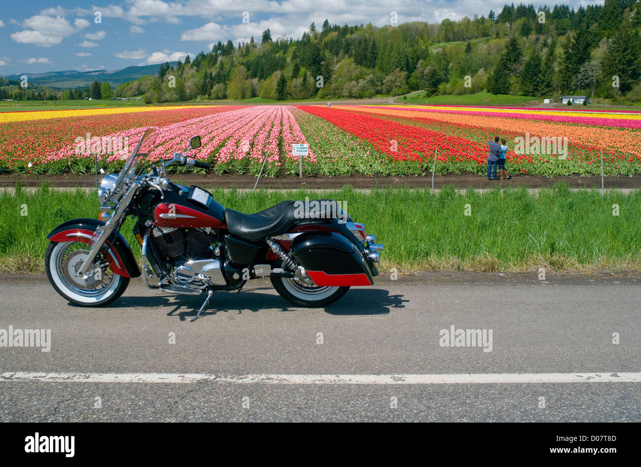 Una motocicleta estacionada en frente de un vibrante y hermoso campo de tulipanes, mientras que un hombre y una mujer también disfrutar de la vista. Foto de stock