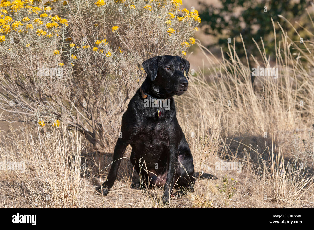 Labrador Retriever negro Foto de stock