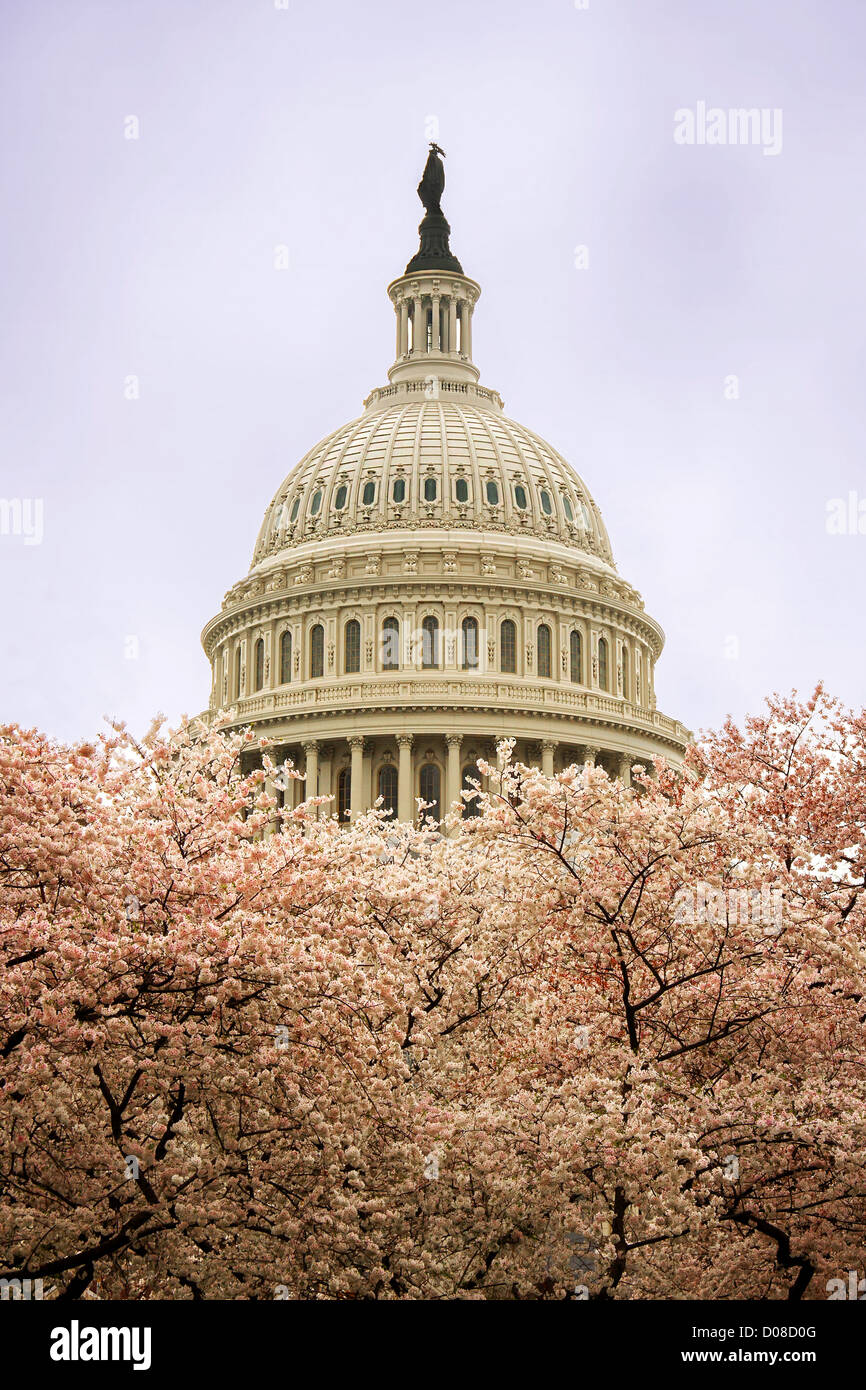 El Capitolio en Washington, D.C. durante los cerezos en flor Foto de stock