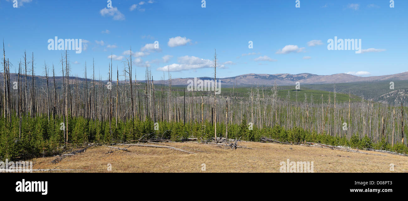 Vista panorámica de pinos y el Lodgepole Washburn Gama, el Parque Nacional Yellowstone, Wyoming, EE.UU. Foto de stock