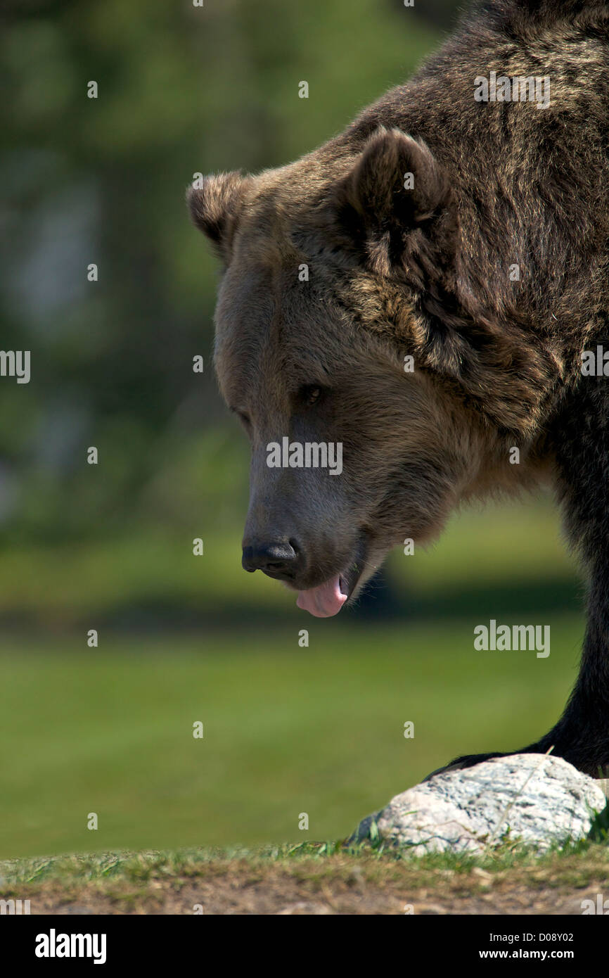 Grizzly Bear, Ursus arctos horribilis, el oso pardo y el lobo Discovery Center, West Yellowstone, Montana, EE.UU. Foto de stock