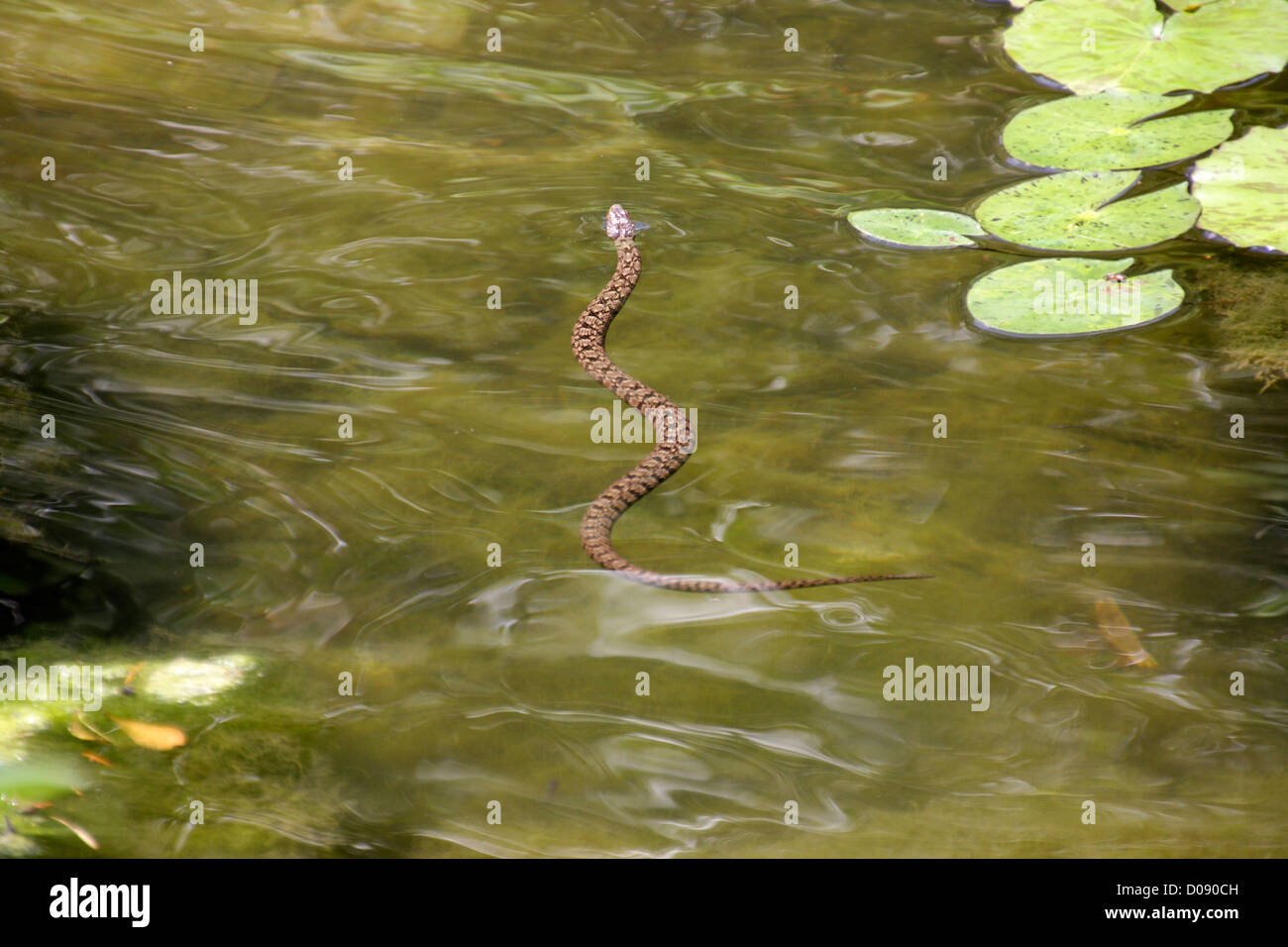 Parcialmente sumergido en un lago de serpientes de agua Foto de stock