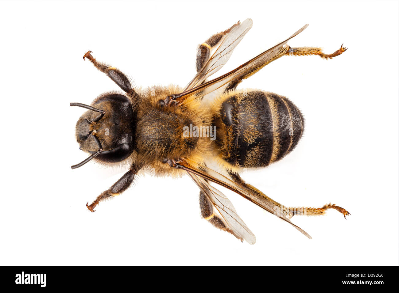 Especies de abejas Apis mellifera Foto de stock