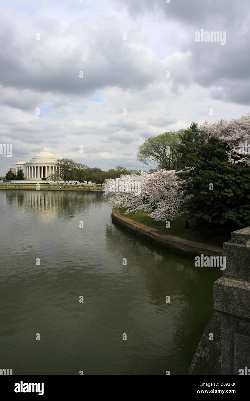 Jefferson Memorial de los cerezos en flor Foto de stock