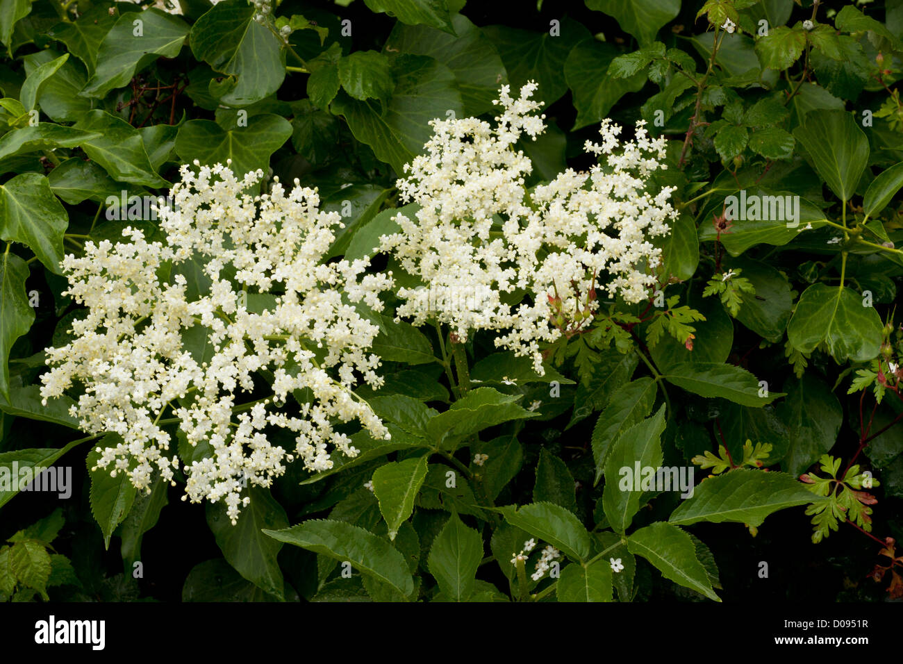 Comunes de saúco (Sambucus nigra) en flor, en verano Foto de stock
