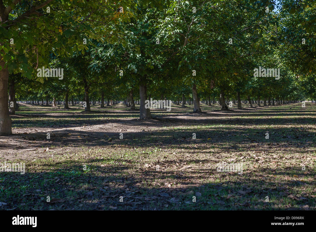 Filas de nogales en un huerto de nogal en Colusa County, California  Fotografía de stock - Alamy