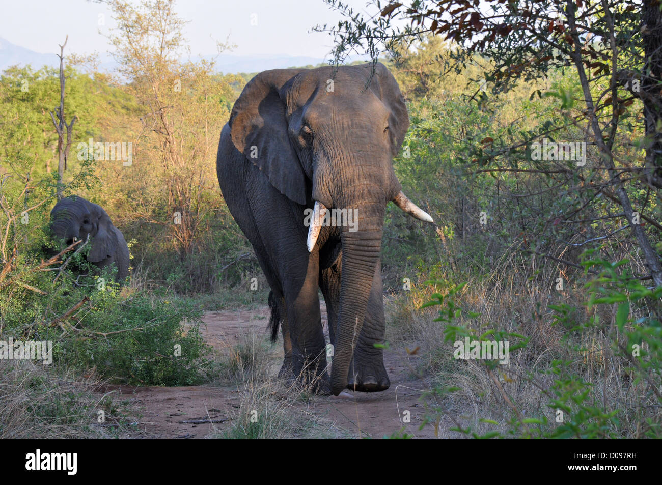 Gran elefante macho Foto de stock