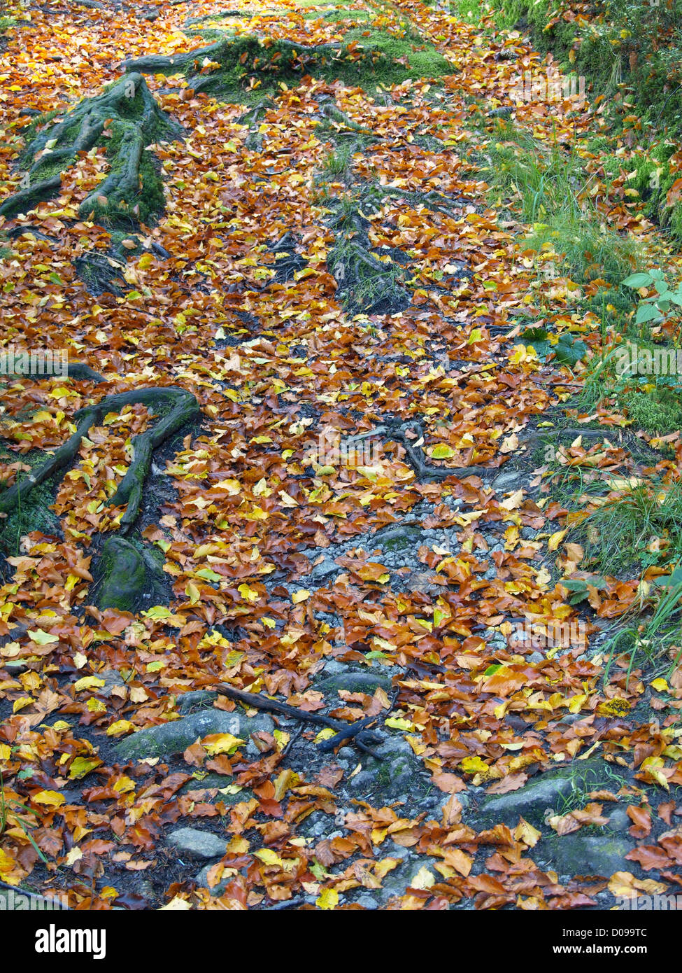 Pista forestal con hojas en otoño / Waldweg Blättern mit im Herbst Foto de stock