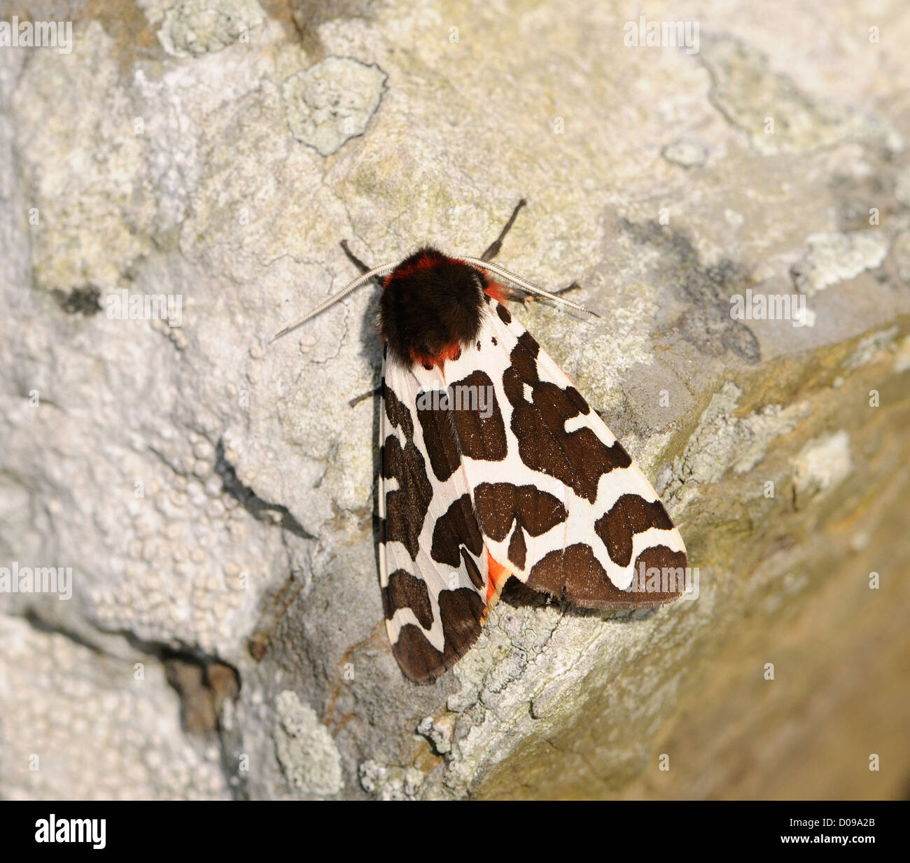 Jardín Tiger Moth (Arctia caja). El negro marrón fore alas puede verse con las alas posteriores naranja peeping a través. Orkney Foto de stock