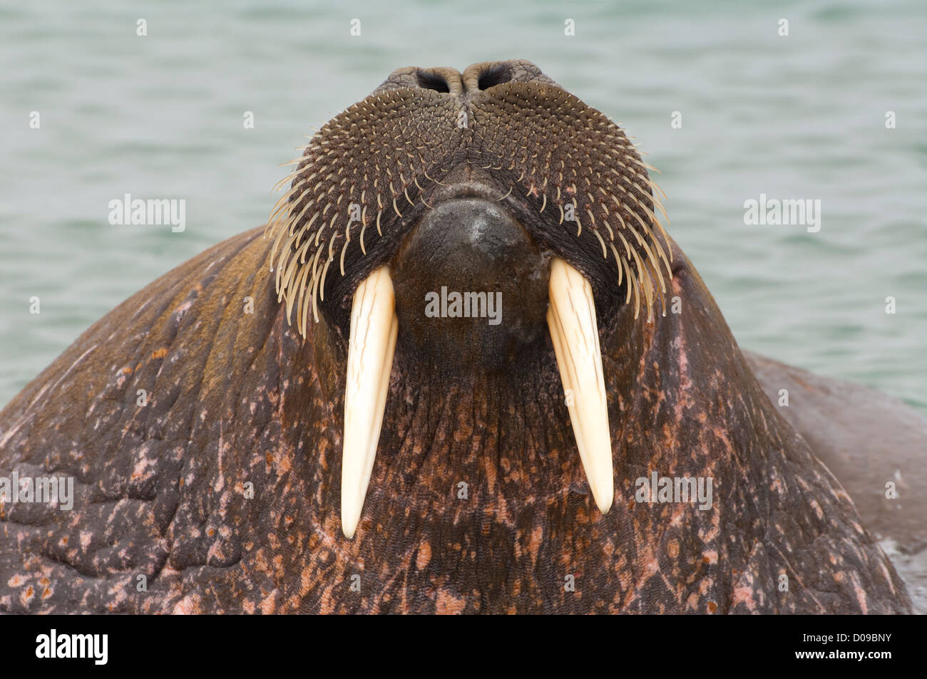 La Morsa Femenina Mira La Cámara Foto de archivo - Imagen de archipiélago,  miradas: 183546560