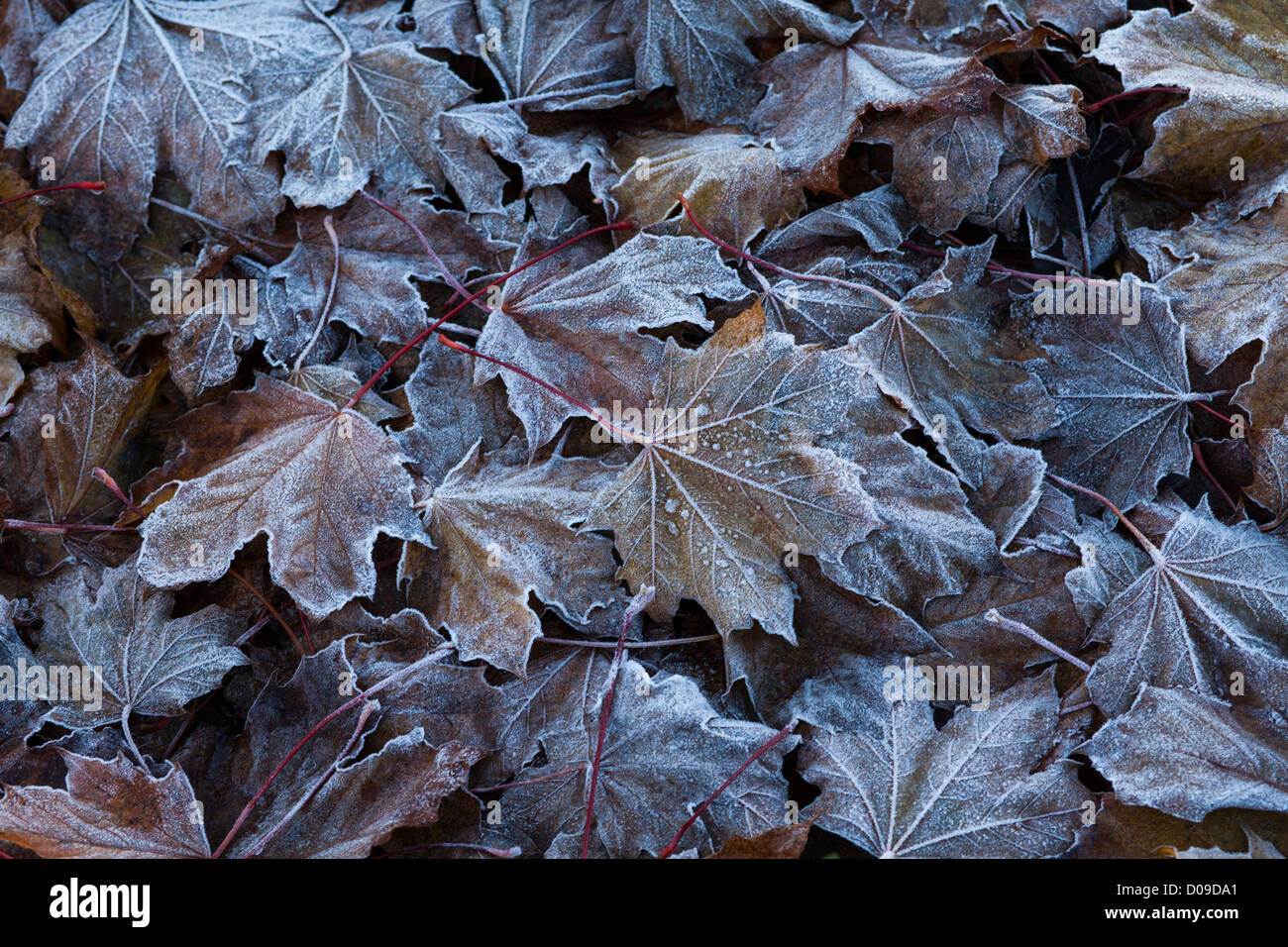 Frosty hojas en Worcestershire, Reino Unido Foto de stock