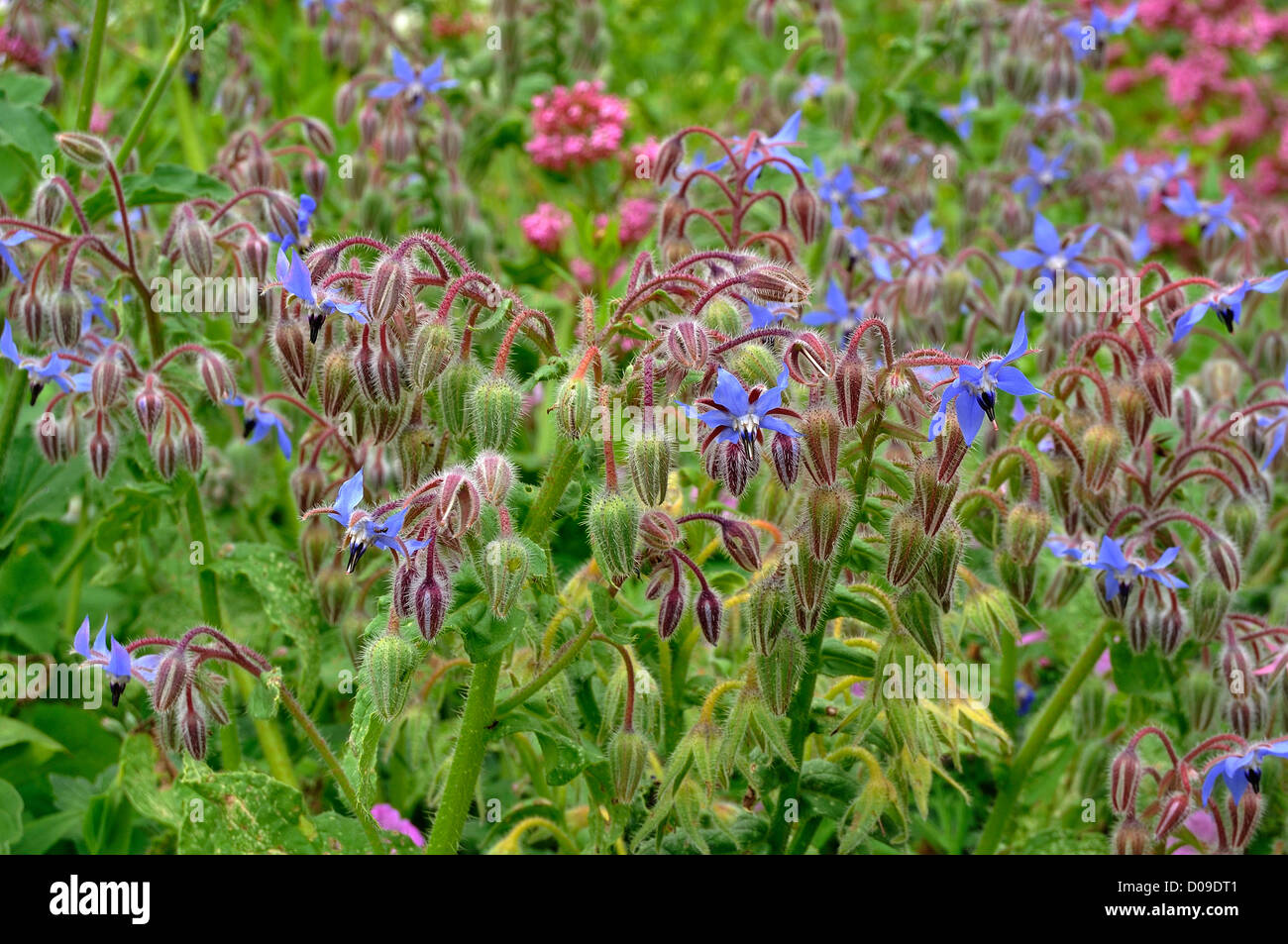 De borraja (Borago officinalis) en flor, en un jardín, en mayo. País del Loira, Francia. Foto de stock