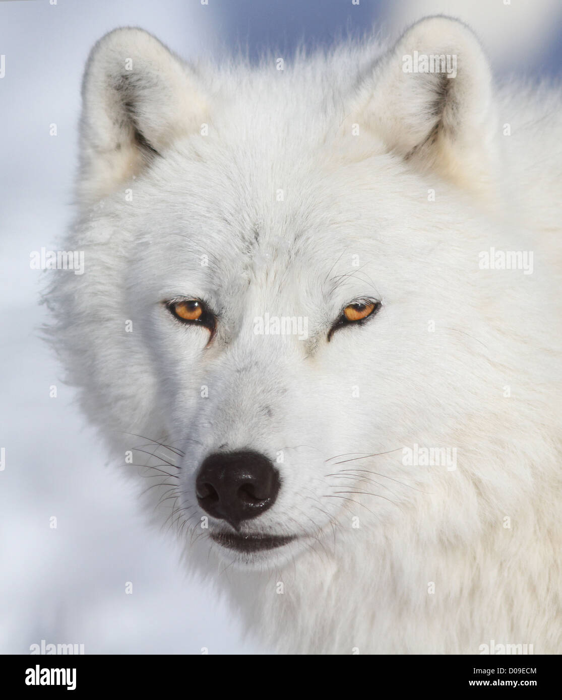 Macho alfa blanco Lobo Ártico retrato en invierno. Foto de stock
