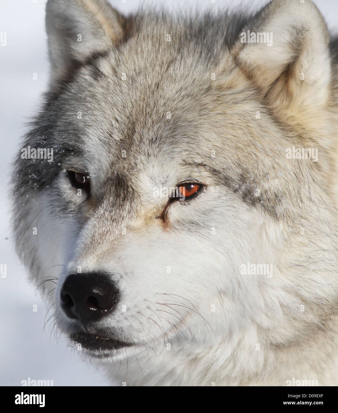 Macho alfa retrato de lobo ártico en invierno Foto de stock