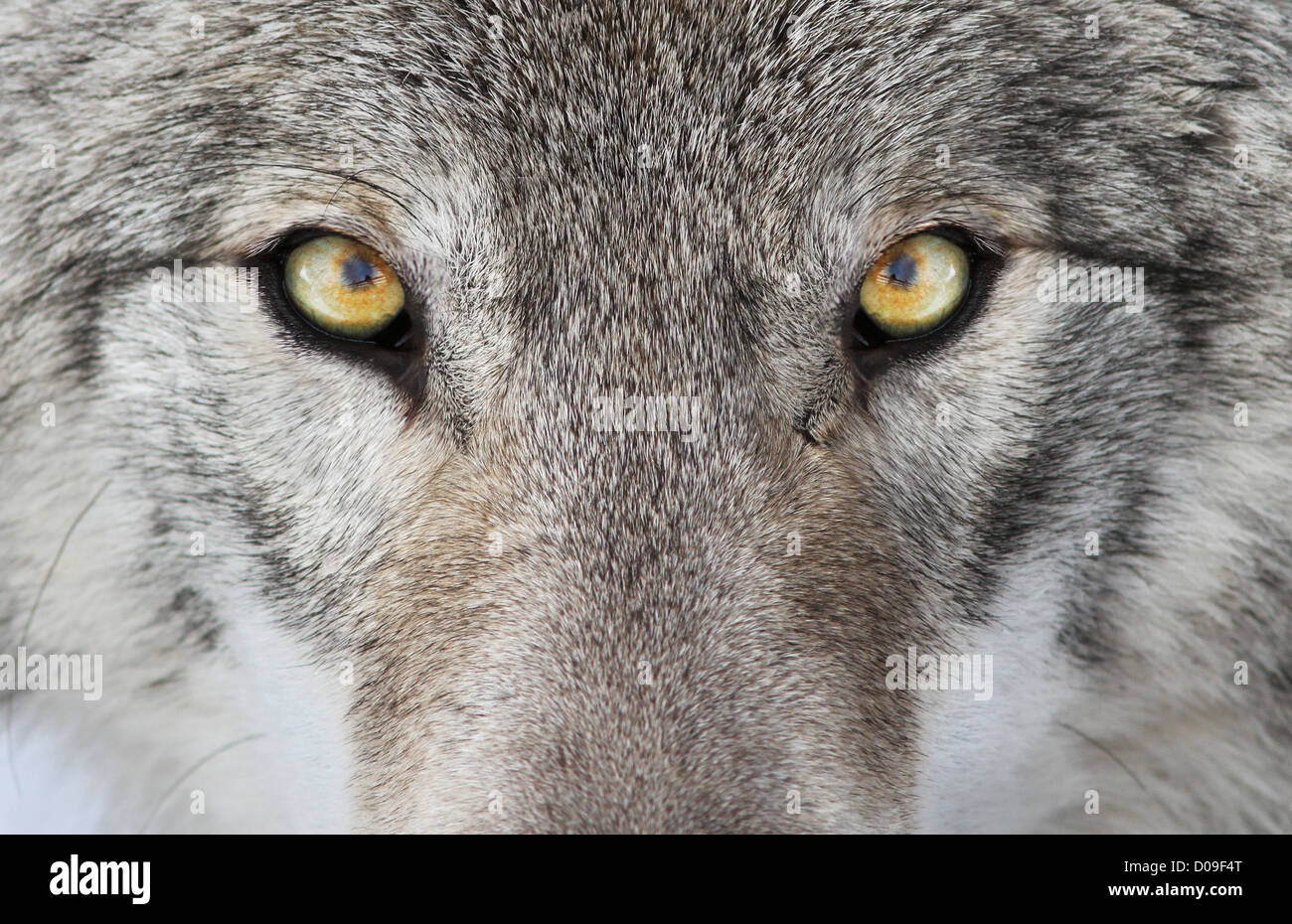 Una foto de un lobo amenazante con ojos amarillos. Foto de stock