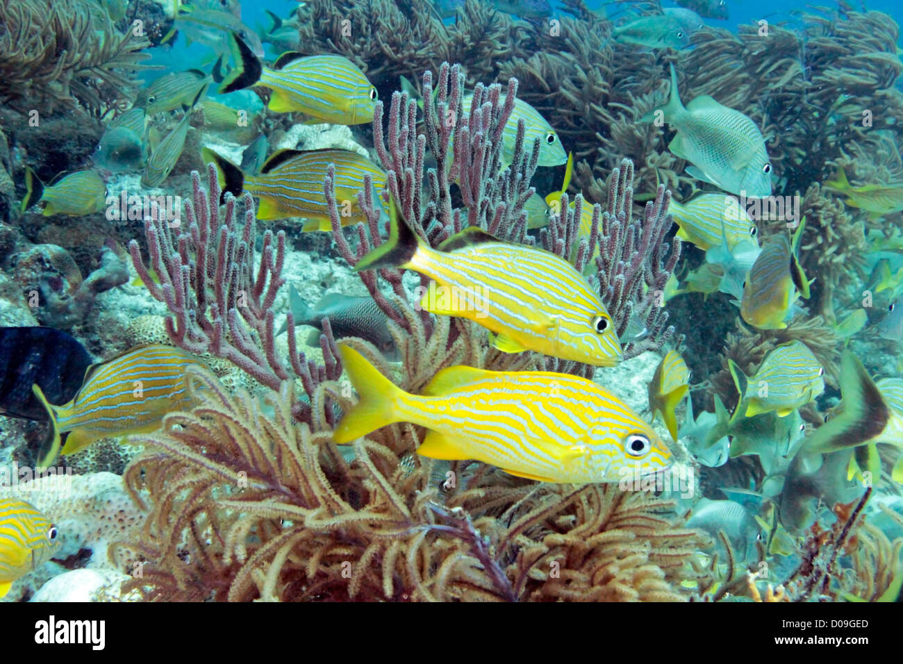 Fotografía submarina de coloridos peces y corales de arrecife de melaza en Key Largo, Florida Foto de stock