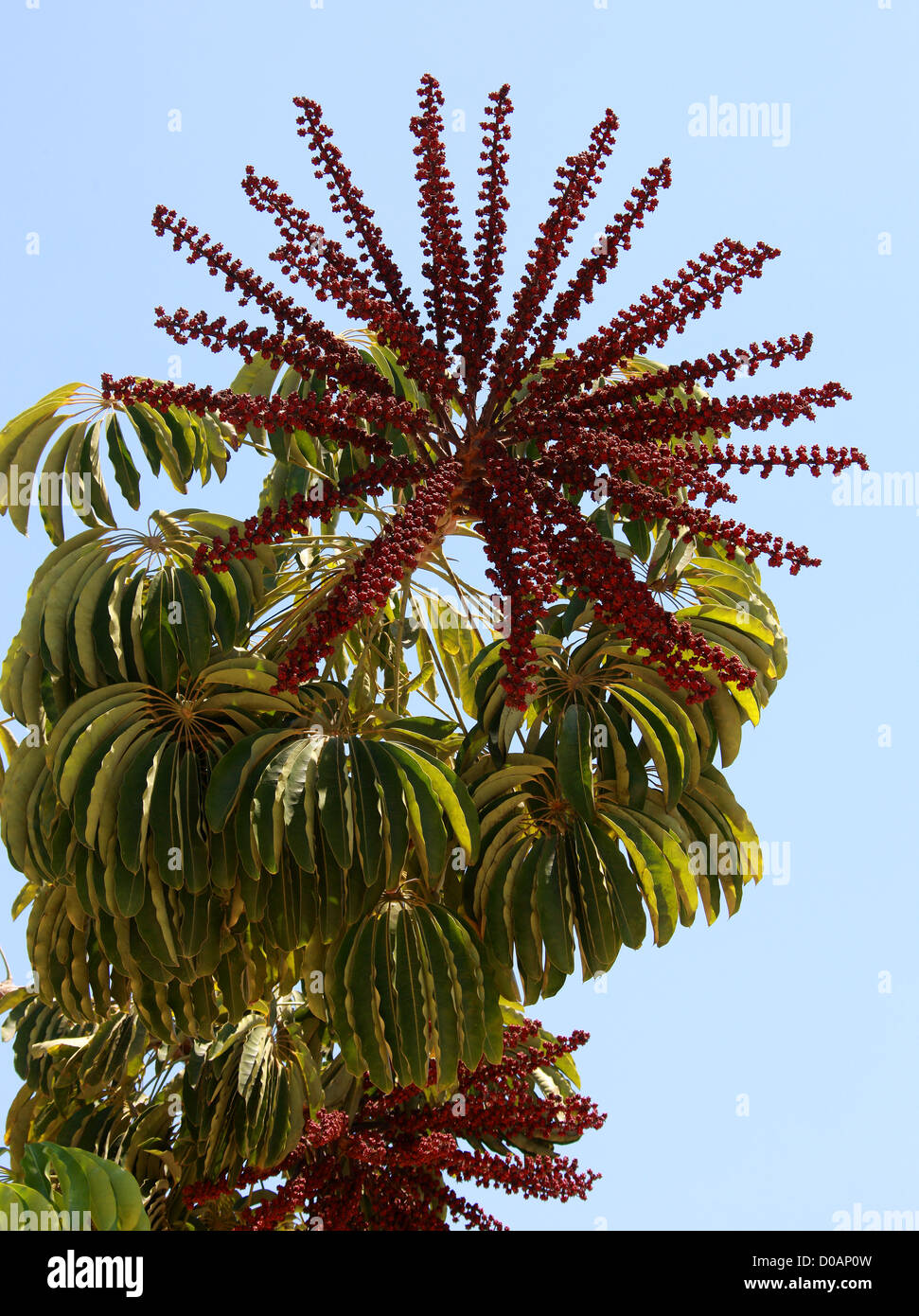 Árbol de paraguas, Australian Ivy Palm, Australiano, Australian  Cabbage-Tree Árbol Paraguas, Schefflera actinophylla, Araliaceae Fotografía  de stock - Alamy