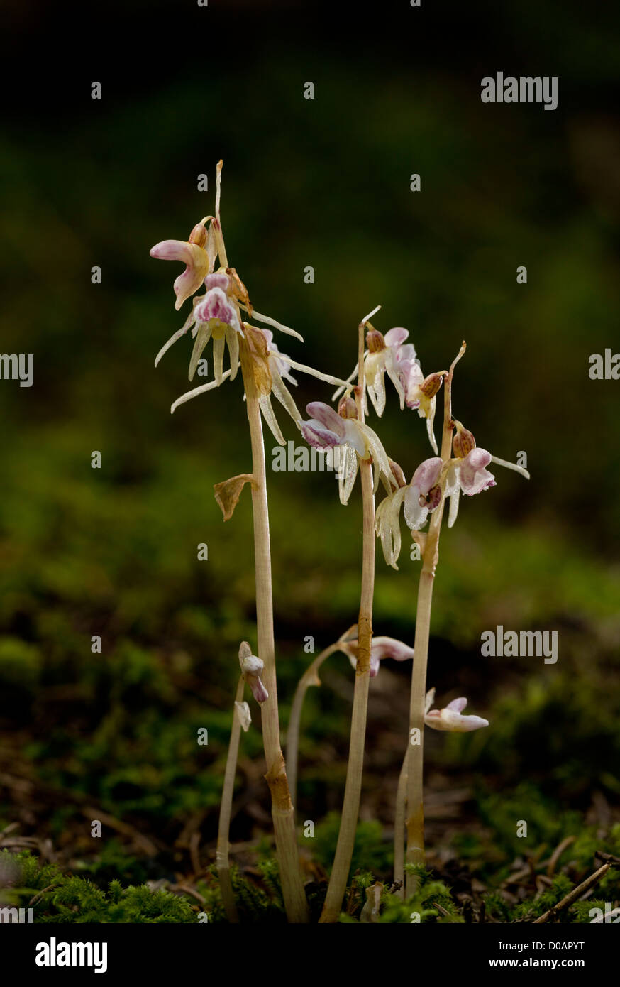 Orquídea Epipogium aphyllum fantasma, en profundos bosques de sombra en el  sur de Alemania. Recientemente re-descubierto y muy raro en el Reino Unido  Fotografía de stock - Alamy