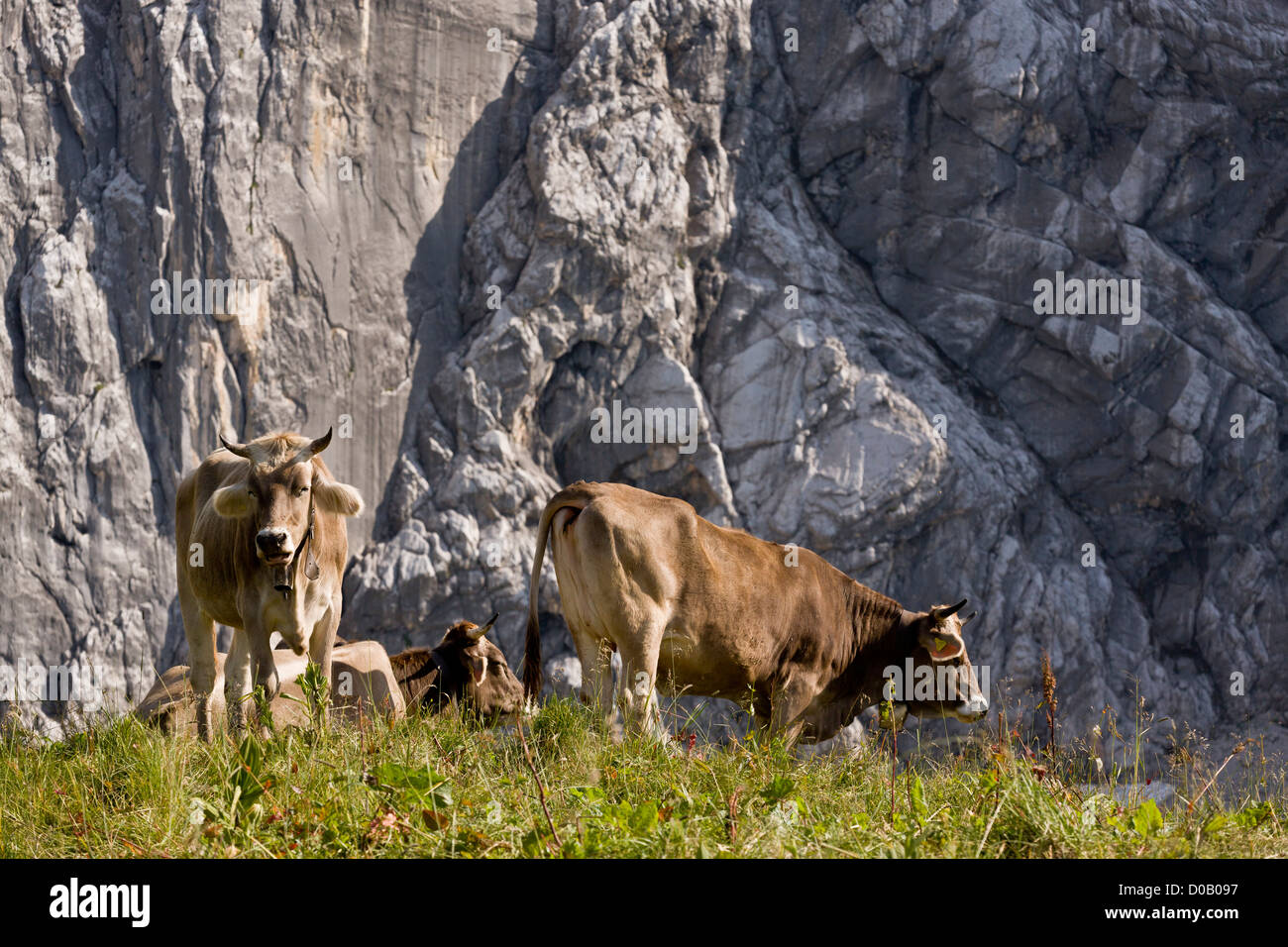 El pastoreo del ganado en los pastos alpinos en piedra caliza, en el centro de Los Alpes alemanes. Foto de stock