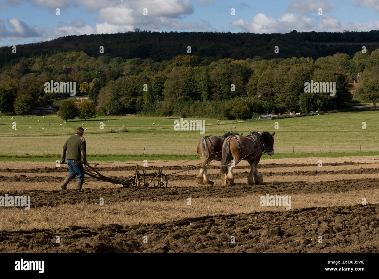Singleton: Weald & Cerros Museo al Aire Libre / Autumn Fair pesado-caballo arando arando Foto de stock