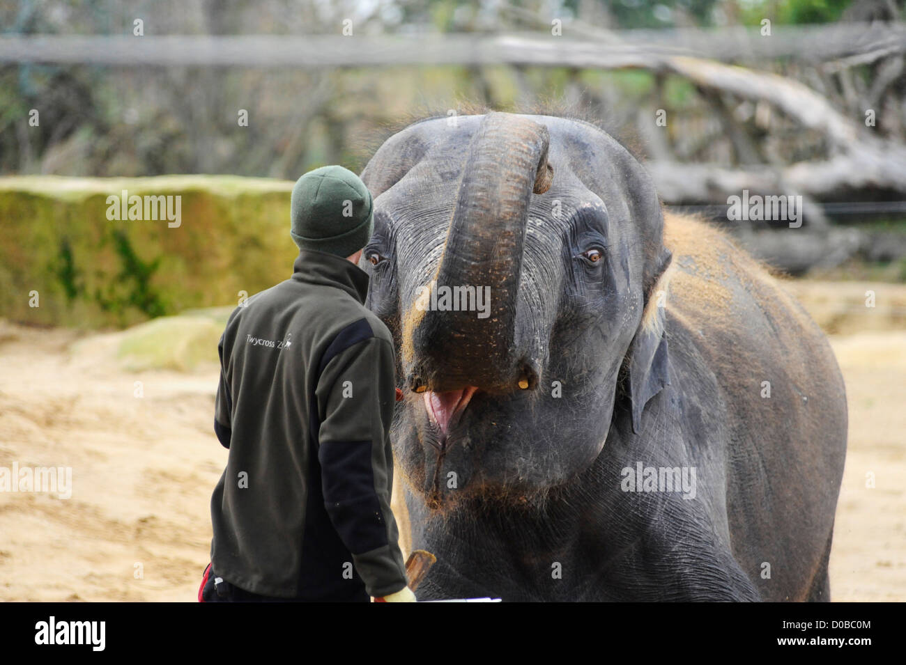 Un elefante asiático con un entrenador en Twycross Zoo. Foto de stock