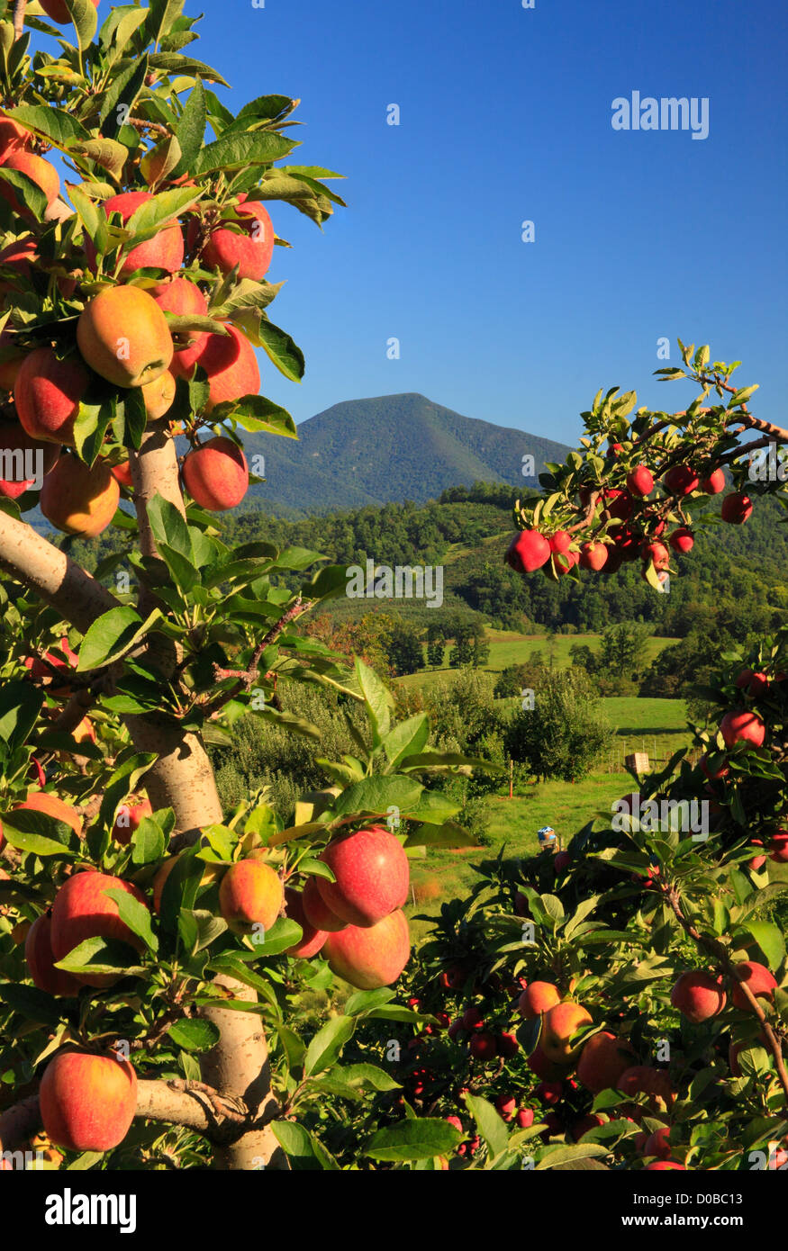 Apple Orchard, Roseland, Nelson County, Virginia, EE.UU. Foto de stock