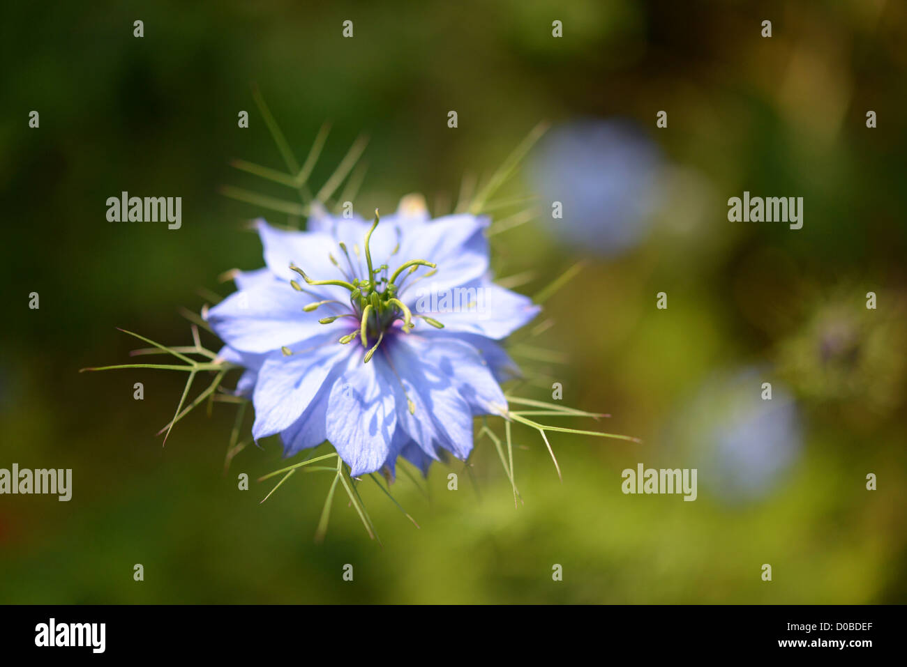 Nigella flor azul, Amor en una niebla Foto de stock