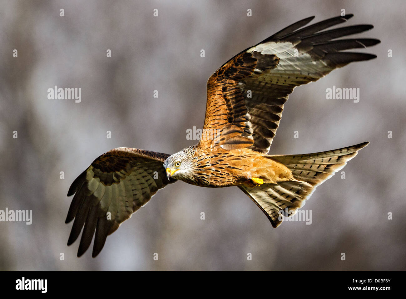 Milano real (Milvus milvus) volando en el cielo tormentoso Foto de stock
