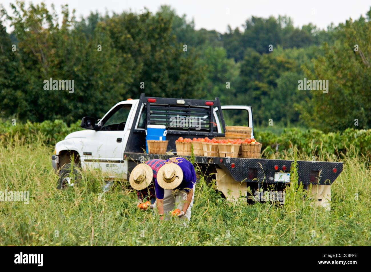 Los trabajadores recogiendo tomates en la granja en Starlight, Indiana Foto de stock