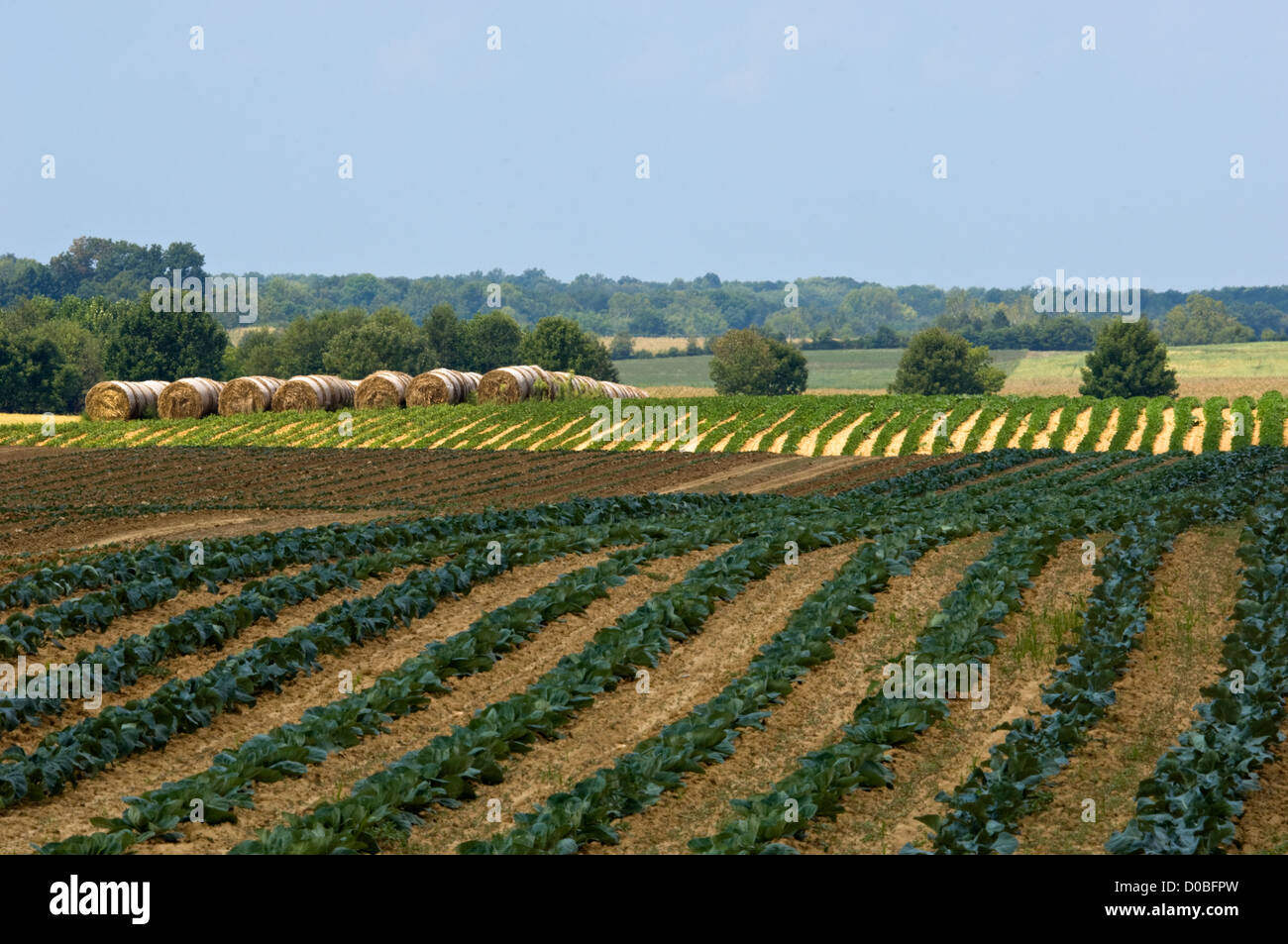 Cultivos que crecen en la granja en Starlight, Indiana Foto de stock