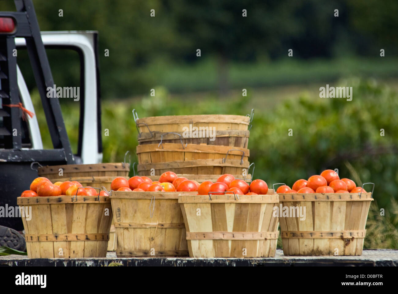 Sólo tomates cosechados en cestas sobre camión de plataforma plana en la granja en Starlight, Indiana Foto de stock
