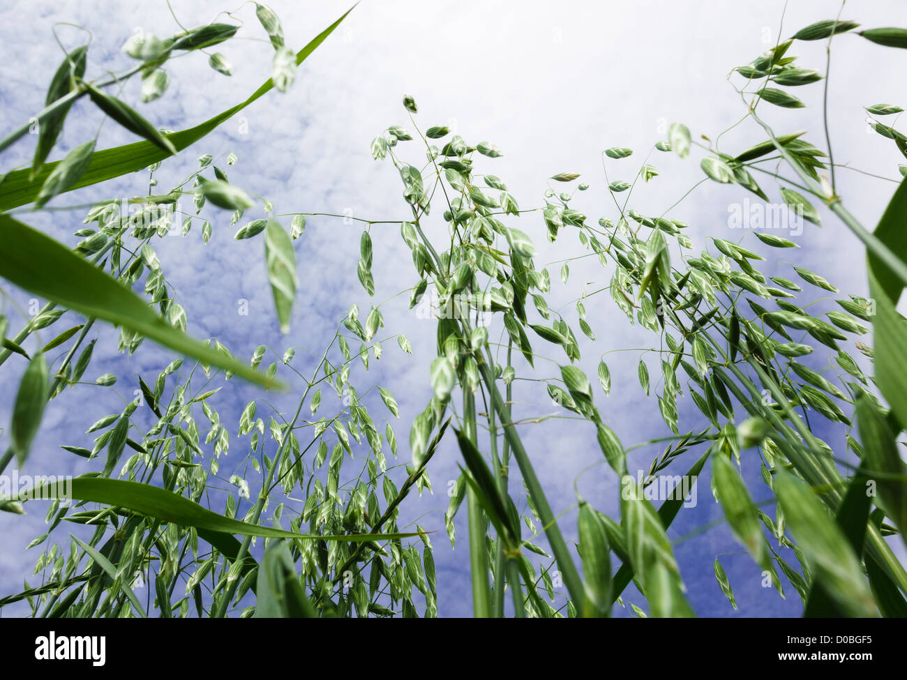 La cosecha del cereal. Foto de ángulo bajo de avena crece en un campo. Foto de stock
