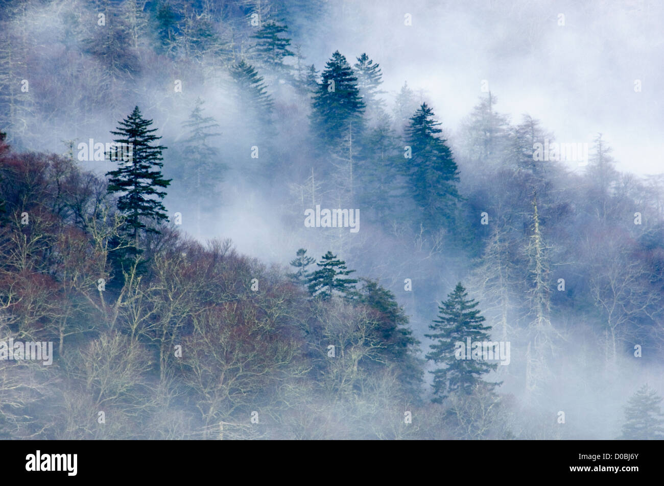 Remolinos de niebla en la montaña en el Parque Nacional Great Smoky Mountains National Park en Tennessee Foto de stock