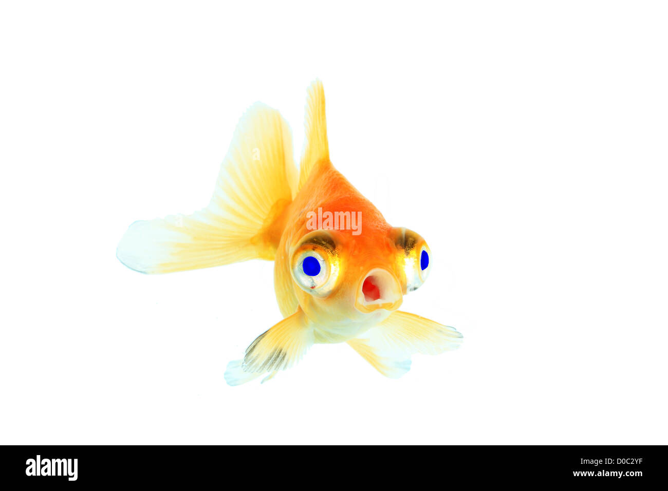 Goldfish de ojos azules Foto de stock